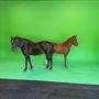 Coulombe Ranch