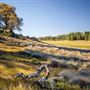 Cleveland National Forest