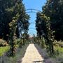Huntington Library, Art Museum, and Botanical Gardens