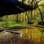 Butano State Park (SP)