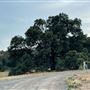 Driftwood Ranch