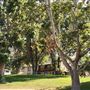 Ed Davis Park in Towsley Canyon - Santa Monica Mountains Conservancy - SMMC