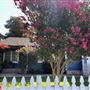 Mid Century Home San Rafael CA