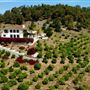 The Little Lemon Farm