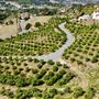 The Little Lemon Farm