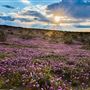 Anza-Borrego Desert State Park (SP)