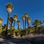 Indio Hills Palms Park Property