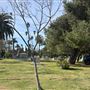 Hollywood Forever Cemetery