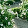 Tuscan Rose Ranch