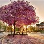 Claremont