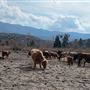 Twin Pines Ranch