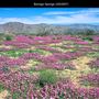 Borrego Springs