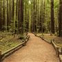 Armstrong Redwoods State Natural Reserve (SNR)