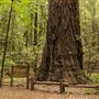 Armstrong Redwoods State Natural Reserve (SNR)