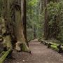 Armstrong Redwoods State Natural Reserve (SNR)