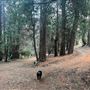 4 Log Cabins and 15 Wooded Acres Near Crestline, CA