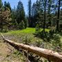 Calaveras Big Trees State Park (SP)