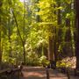 Armstrong Redwoods State Natural Reserve (SNR)
