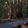 Armstrong Redwoods State Natural Reserve (SNR)