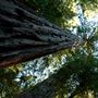Armstrong Redwoods State Natural Reserve (SNR)