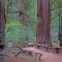 Armstrong Redwoods State Natural Reserve (SNR)