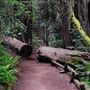 Armstrong Redwoods State Natural Reserve (SNR)