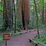 Armstrong Redwoods State Natural Reserve (SNR)