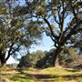 Glen Ellen