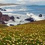 Salmon Creek Beach (Sonoma Coast State Park)