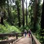 Pfeiffer Big Sur State Park (SP)