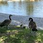 Japanese Gardens @ Donald C. Tillman Water Reclamation Plant