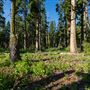 Ward Creek Park Property