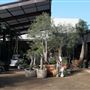 The Haus Plant