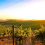 Cline Cellars