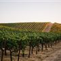 Cline Cellars