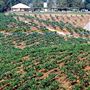 Orfila Winery