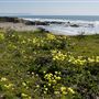 Estero Bluffs State Park (SP)