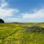 Hearst San Simeon State Park (SP)