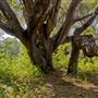 Los Osos Oaks State Natural Reserve (SNR)