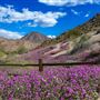 The Living Desert Zoo and Botanical Gardens