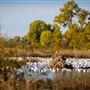 Gray Lodge Wildlife Area - California Department of Fish & Wildlife (CDFW)