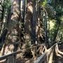 Pfeiffer Big Sur State Park (SP)