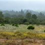 Henry Cowell Redwoods State Park (SP)