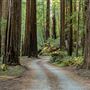 John B. Dewitt Redwoods State National Reserve (SNR)