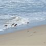 El Pescador State Beach @ Robert H. Meyer Memorial State Beach (SB) - CFC