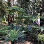 Descanso Gardens