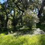 Descanso Gardens