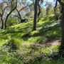 Descanso Gardens