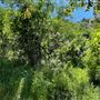 Descanso Gardens