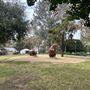 La Brea Tar Pits - George Page Museum